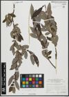 Foto von Salix appendiculata Vill. x Salix aurita L.